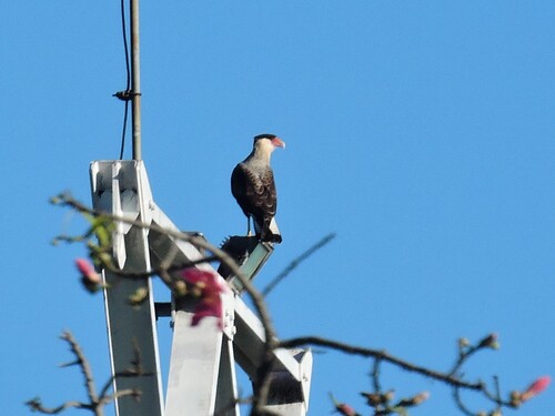 Carancho observed by e_volitans
