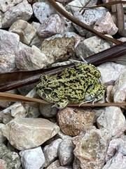 Pleurodema brachyops