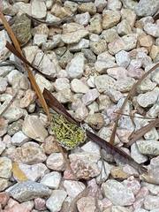 Pleurodema brachyops