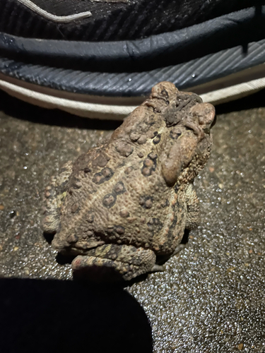 American Toad observed by leahcuthill