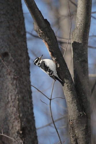 Hairy Woodpecker observed by bradleyfishes