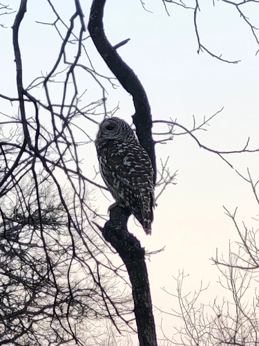 Barred Owl observed by narwahl