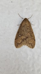 Paleacrita merriccata