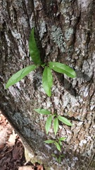 Bignonia capreolata image