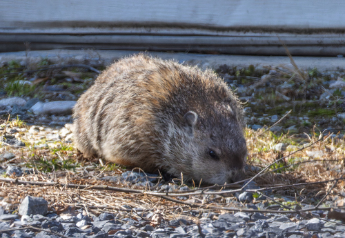Groundhog observed by oldqingwa