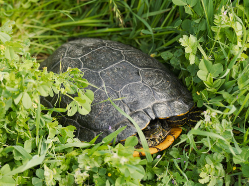 Pond Slider observed by stshank