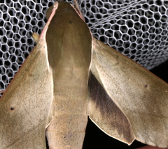 Theretra indistincta