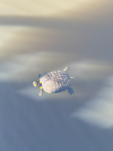 Pond Slider observed by angelalaquindanum