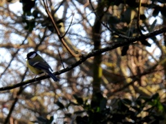 Parus major