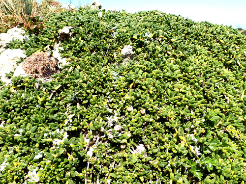 Disphyma papillatum, photograph 1