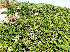 Disphyma papillatum, photograph author not stated, no rights reserved