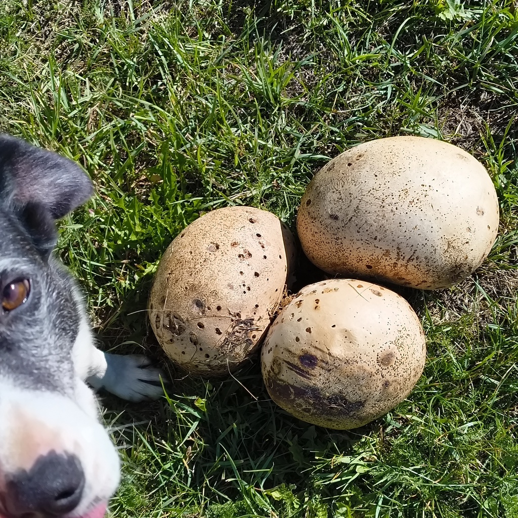 Calvatia gigantea · February 2026 · photo: © zedt (iNaturalist, cc-by)