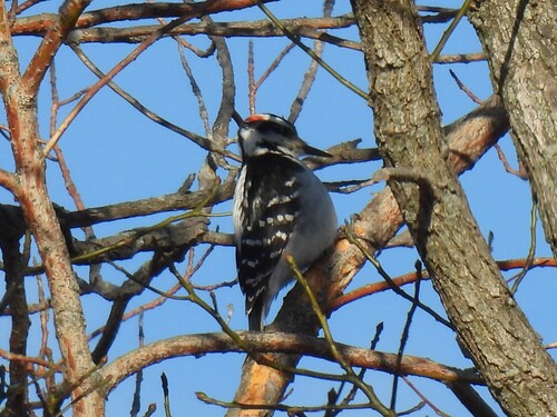 Hairy Woodpecker observed by ryanlaruffa