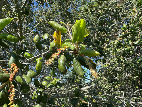 iNaturalist observation photo of coast live oak