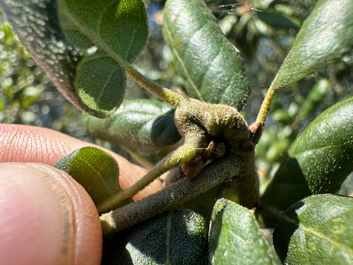 iNaturalist observation photo of Oak Gall Wasps