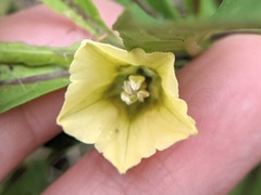 Physalis angustifolia