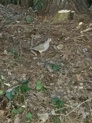Mourning Dove observed by sgtbird08