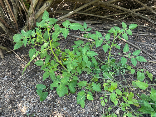 iNaturalist observation photo of tomato