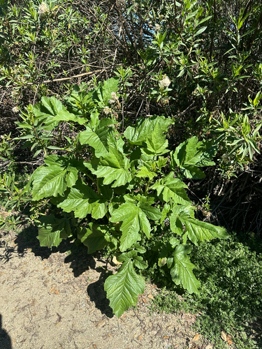 iNaturalist observation photo of Black Mustard