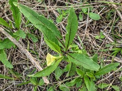 Physalis angustifolia