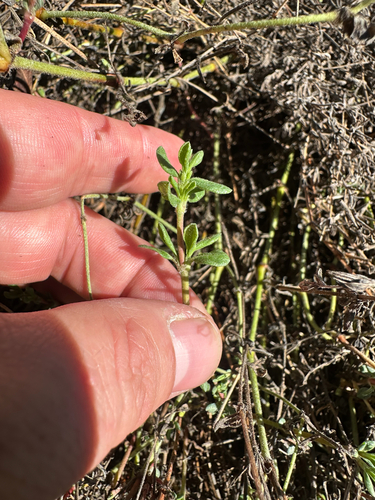 iNaturalist observation photo of Alkali Heath