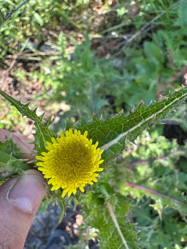 iNaturalist observation photo of prickly sowthistle