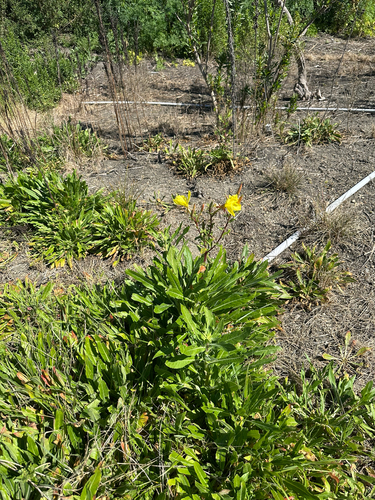 iNaturalist observation photo of tall evening primrose
