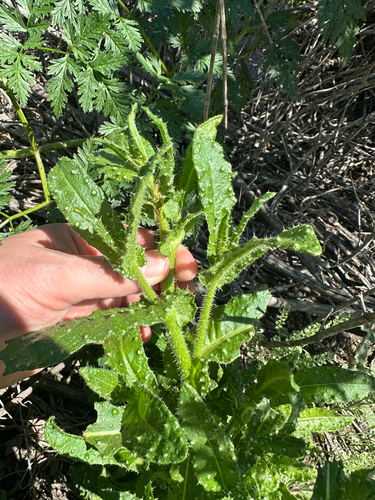 iNaturalist observation photo of bristly oxtongue
