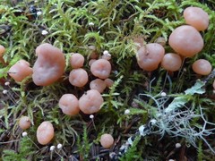 Cudoniaceae