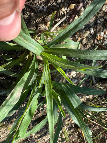 iNaturalist observation photo of Asteroideae