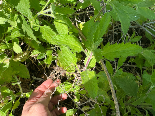 iNaturalist observation photo of western vervain