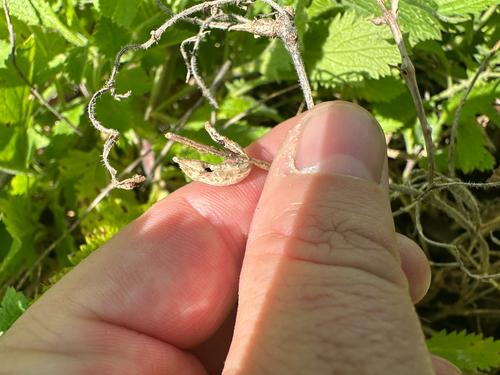 iNaturalist observation photo of Neolasioptera verbenae
