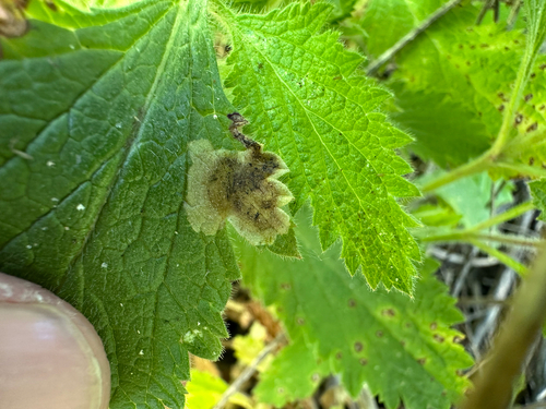Unknown species found near Irvine, CA, US