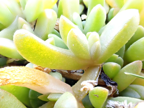 Disphyma papillatum, photograph 3