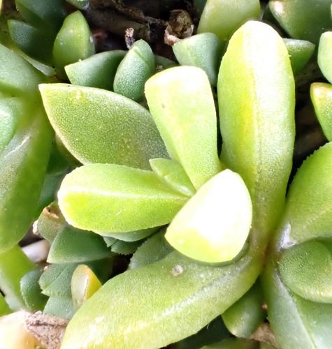 Disphyma papillatum, photograph 4