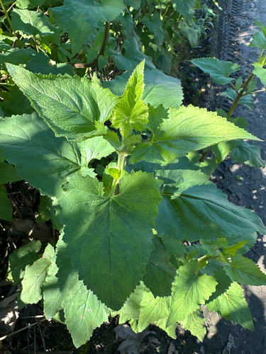 iNaturalist observation photo of California beeplant