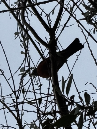 Mirlo primavera observed by mitzi_joselyn1