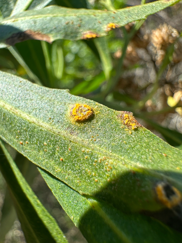 iNaturalist observation photo of Mulefat Rust