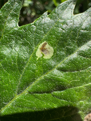 iNaturalist observation photo of Calycomyza