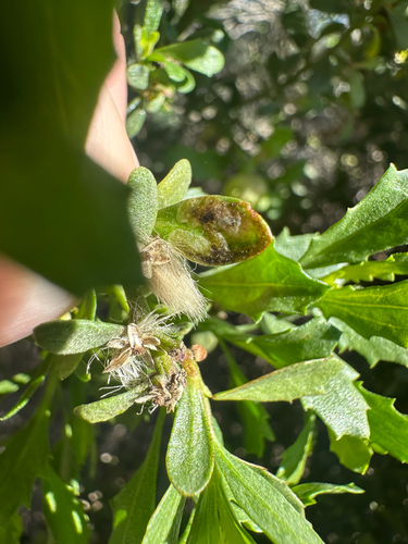 iNaturalist observation photo of Aster Leafminer