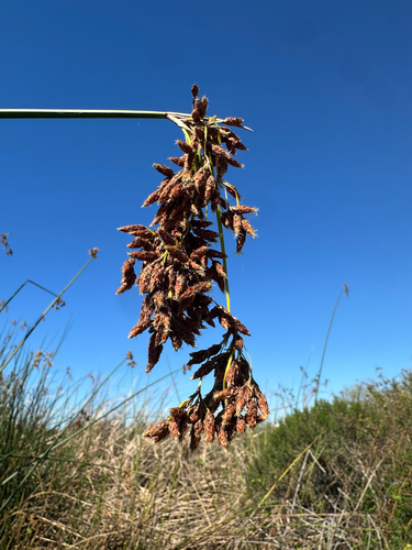 iNaturalist observation photo of California bulrush