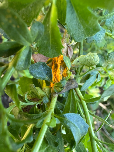 iNaturalist observation photo of coyote brush rust
