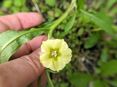 Physalis angustifolia