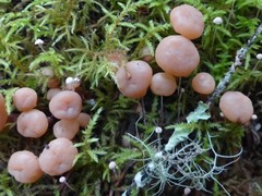 Cudoniaceae