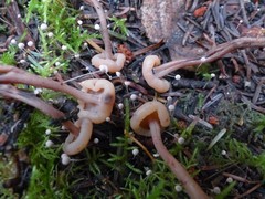 Cudoniaceae