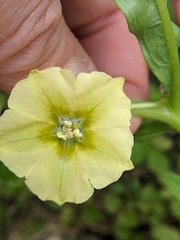 Physalis angustifolia