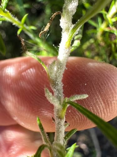 iNaturalist observation photo of Golovinomyces californicus
