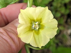 Physalis angustifolia