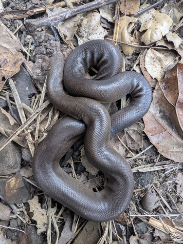 Northern Rubber Boa
