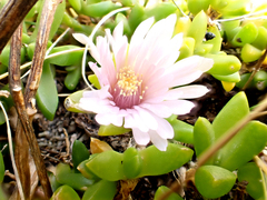 Disphyma papillatum, photograph author not stated, no rights reserved